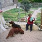 ALTAIR y AKIRA con mi hijo en el jardin